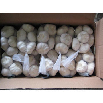 Export New Crop Fresh Normal White Garlic (4.5/5.0)